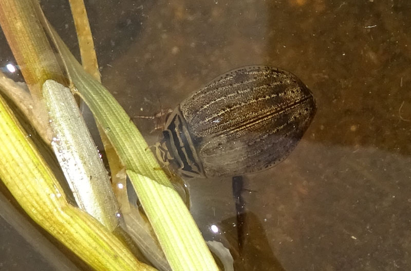 femm. di Acilius sulcatus - Dytiscidae